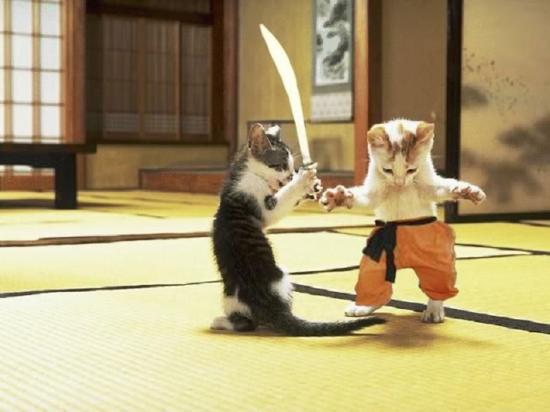 Funny Karate Cats Picture