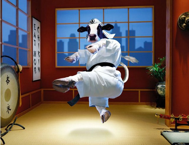 Funny Karate Cow Picture