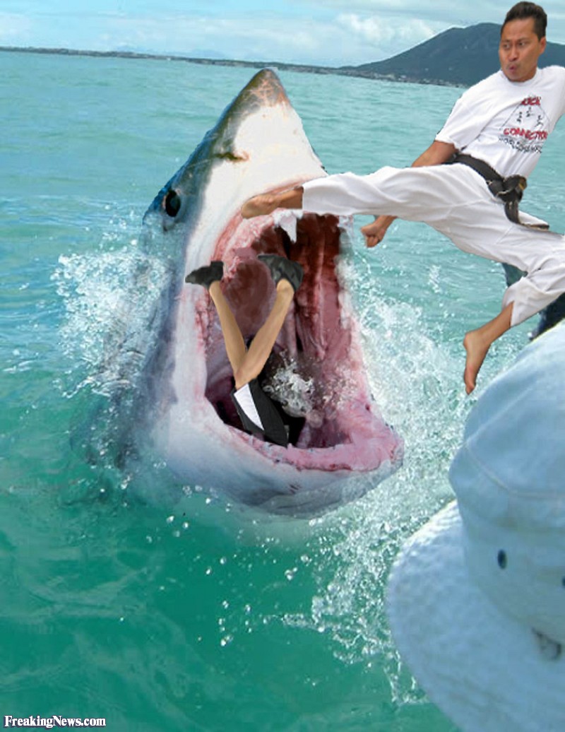 Funny Karate Kicking A Shark