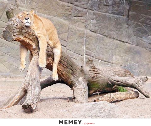 Funny Lazy Lion Meme