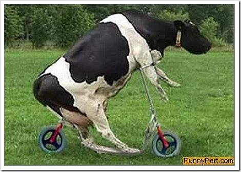Funny Nonsense Cow Picture
