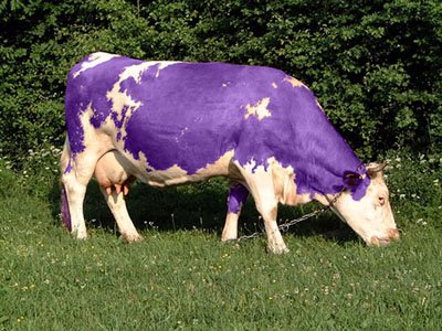 Funny Purple Color Cow Picture