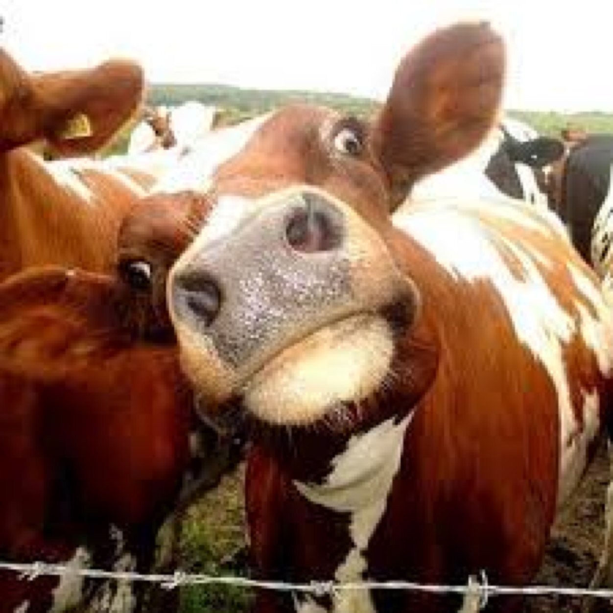Funny Sad Face Cow