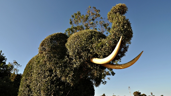 Funny Tree Elephant Picture