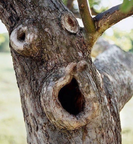 Funny Tree With Shocking Face