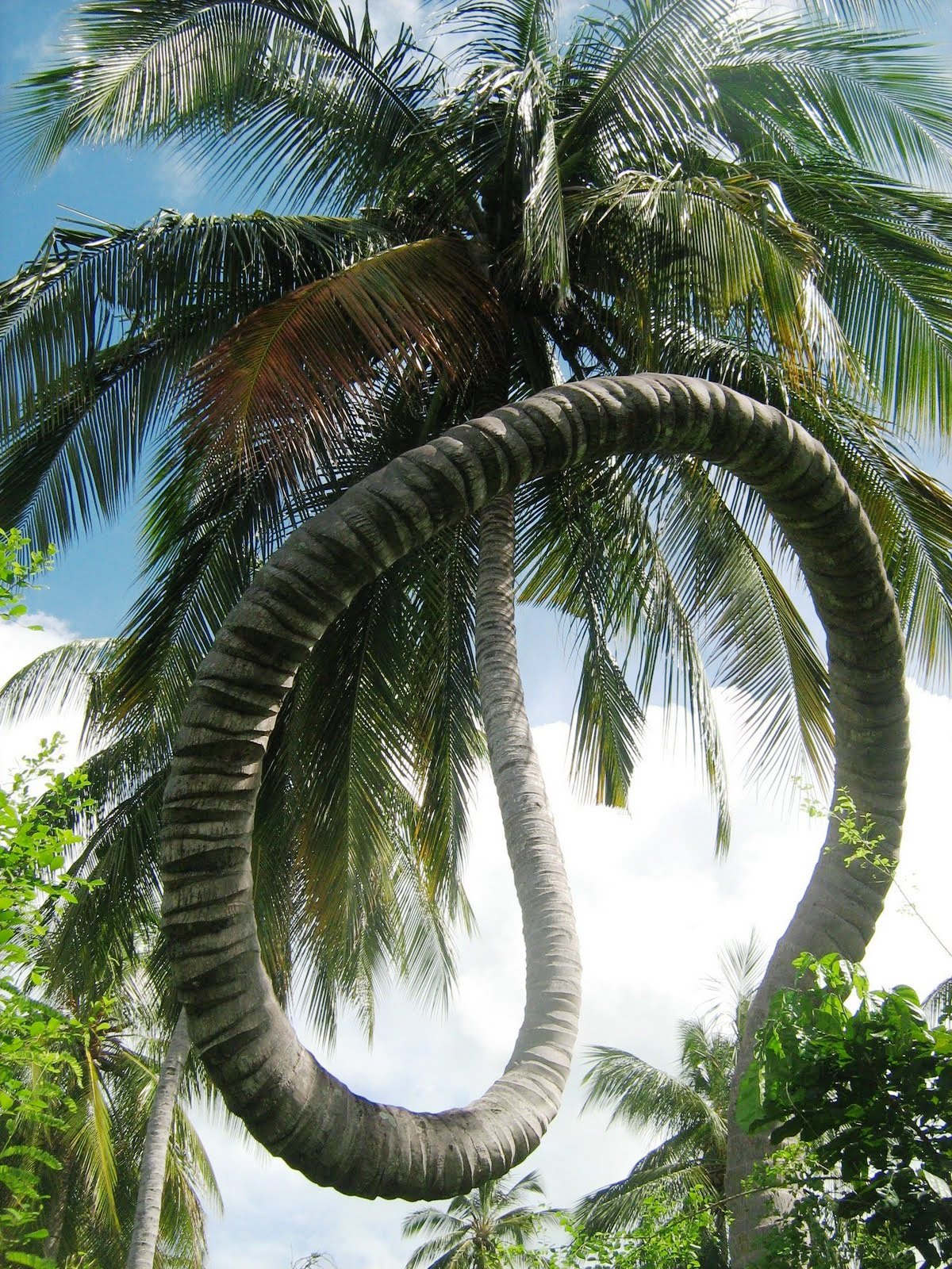 Funny Twisted Palm Coconut Tree