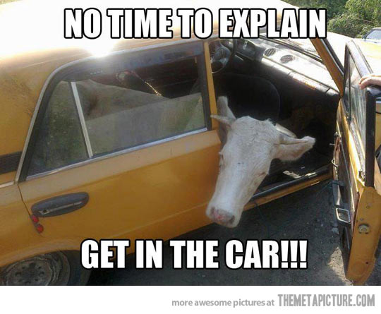 Get In The Car Funny Cow Meme
