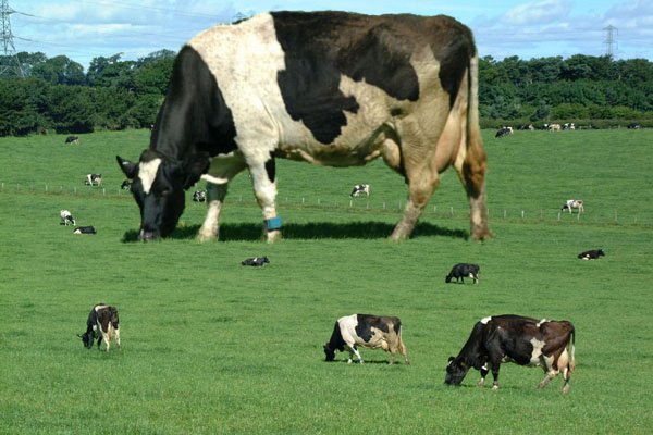 Giant Cow Funny Picture