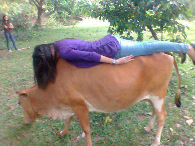 Girl Sleeping On Cow Funny Picture