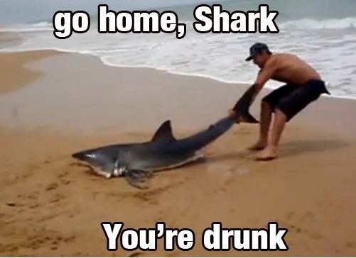 Go Home Shark You Are Drunk Funny Meme