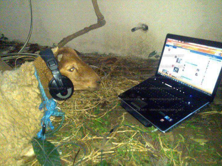 Goat Listening Online Music Funny Picture