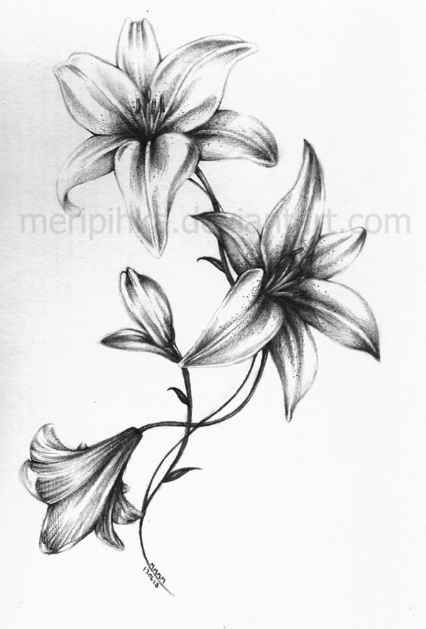 Grey Ink Lily Flowers Tattoo Design