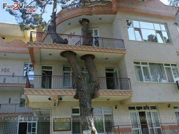 House Tree Very Funny Picture