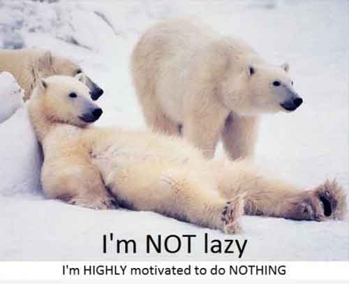 I Am Not Lazy Funny Bear Picture