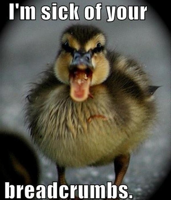 I Am Sick Of Your Breadcrumbs Funny Duck Meme