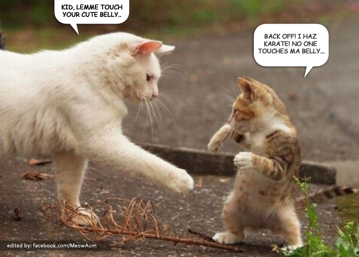 Kid Lemme Touch Your Cute Belly Funny Karate Image
