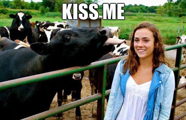 Kiss Me Funny Cow Picture