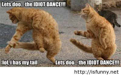 Lets Doo The Idiot Dance Funny Cats Picture