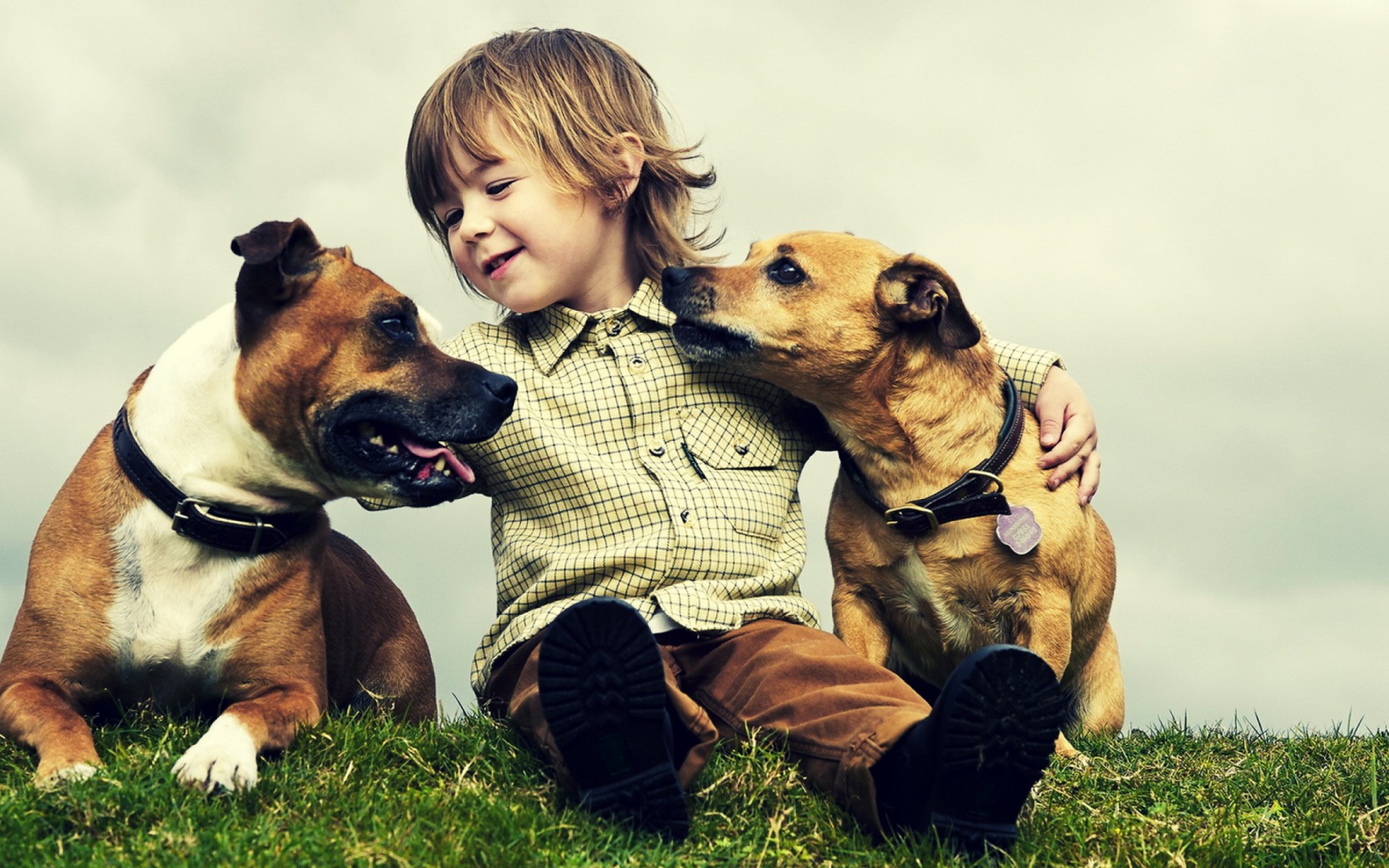 Little Baby With Dogs Best Friends Wallpaper