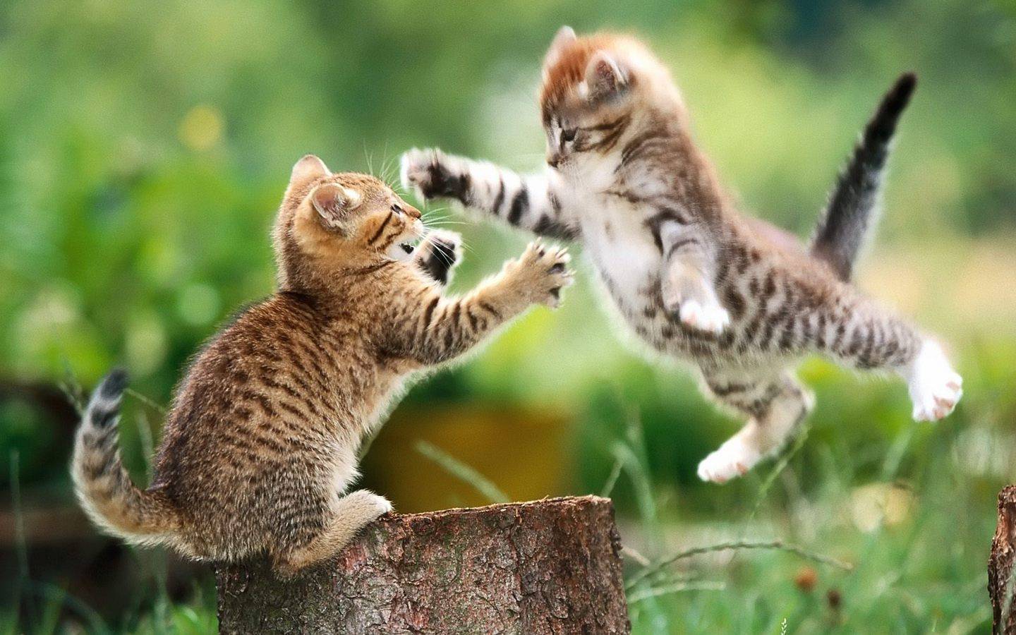 Little Cats Taking Lesson Funny Karate Picture