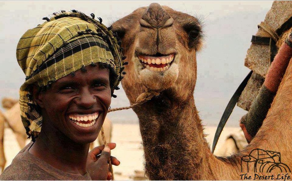 Man And Camel Smiling And Making Funny Face
