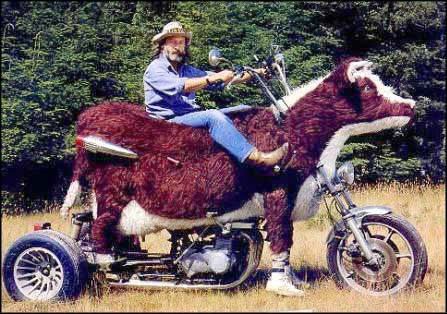 Man Riding Giant Cow's Bike Funny Image