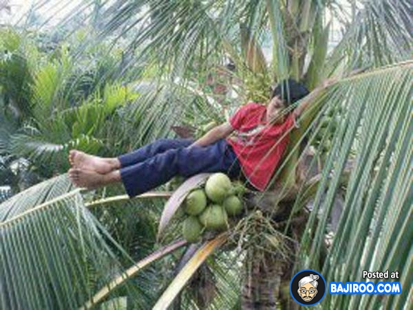 Man Sleeping On Coconut Tree Very Funny Image