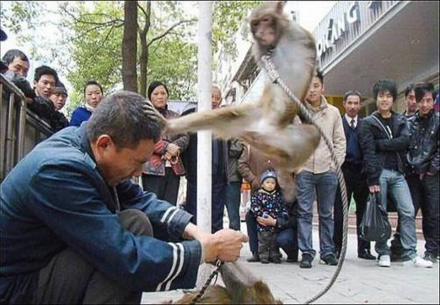 Monkey Hitting Man Funny Karate Picture