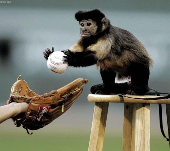 Monkey Playing Baseball Funny Picture