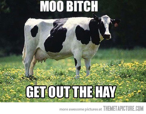 Moo Bitch Get Out The Hay Funny Cow Meme