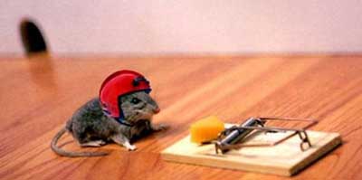 Mouse With Helmet Funny Safety Picture