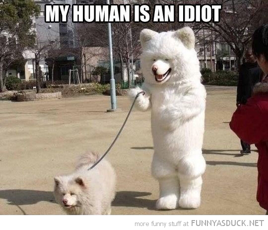 My Human Is An Idiot Funny Caption