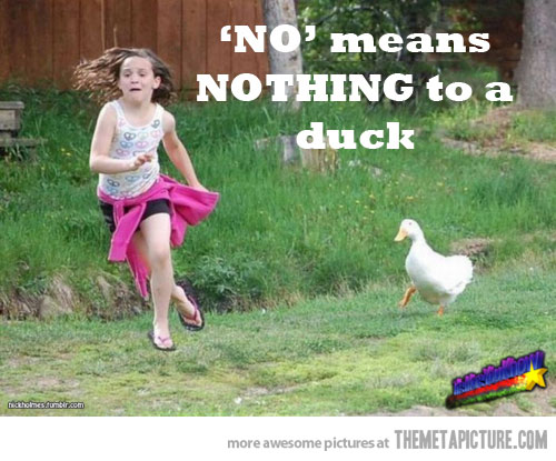 No Means Nothing To A Duck Funny Meme