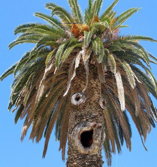 Palm Tree Funny Shocking Face Image