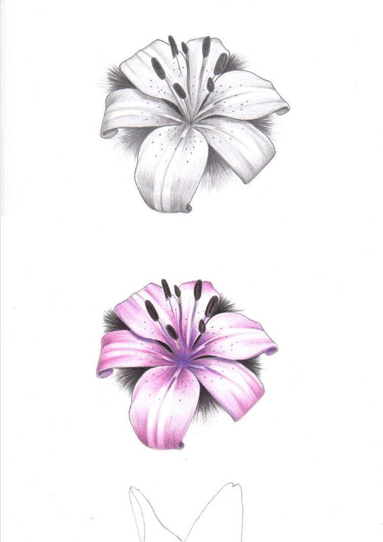 Pink And Grey Two Lily Flowers Tattoo Design