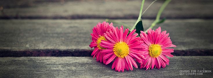 Pink Flowers Facebook Cover Photo