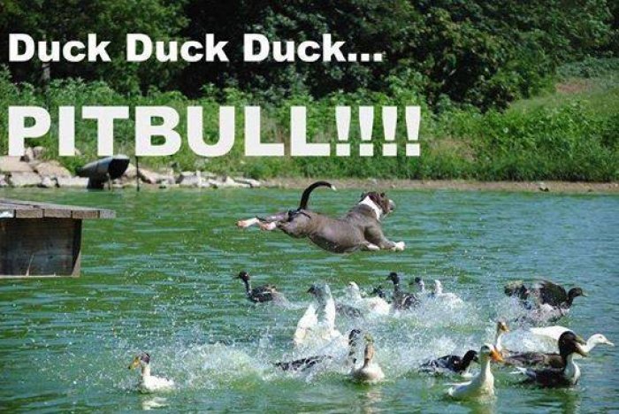 Pitbull Dog Attack on Ducks Funny Picture