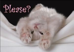 Please Cute Kitty Picture