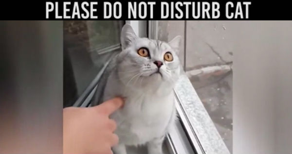 Please Do Not Disturb Cat