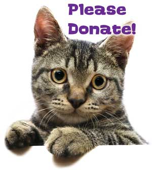 Please Donate Cat Face Picture