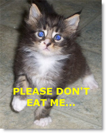 Please Don't Eat Me Blue Eyed Cat Picture