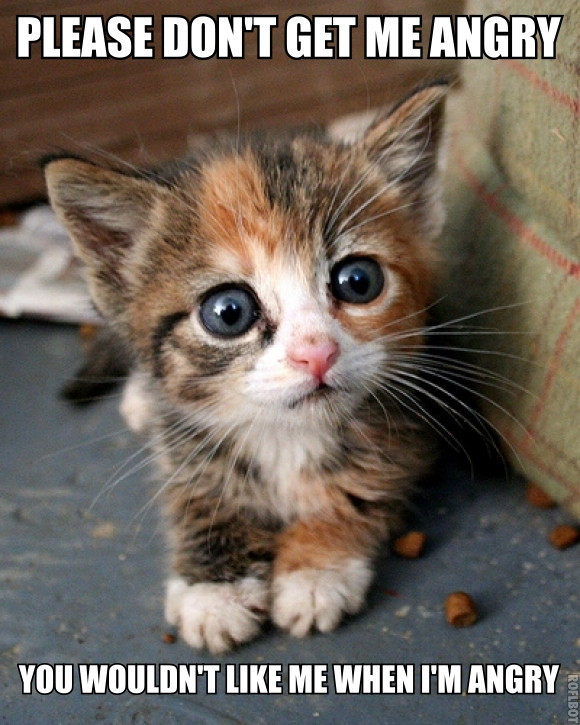 Please Don't Get Me Angry Cute Kitten Picture