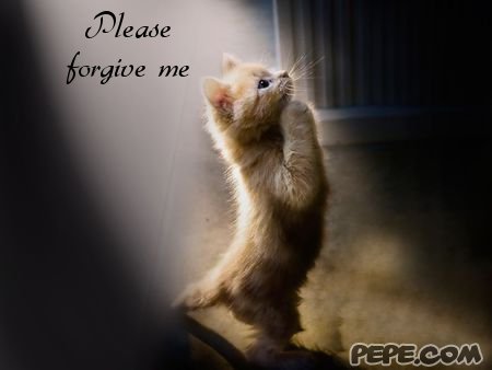 Please Forgive Me Cute Kitten