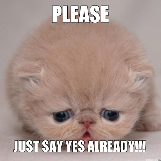 Please Just Say Yes Already Cute Sad Kitten