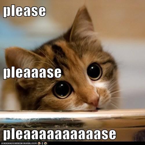 Please-Kitten-Picture.jpeg