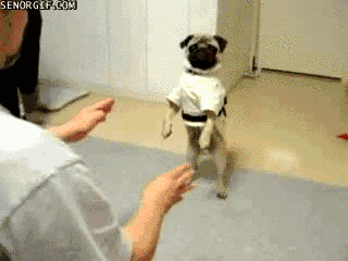 Pug Dog In Karate Dress Funny Gif