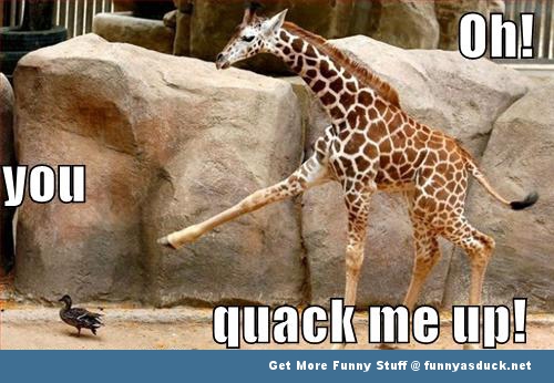 Quack Me Up Giraffe Funny Duck Meme
