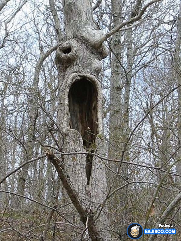 Screaming Face Funny Tree