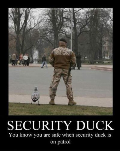 Security Duck Funny Poster
