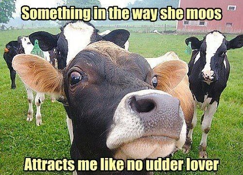 Something In The way She Moos Funny Cow Meme